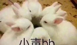 兔子化妆爆料视频